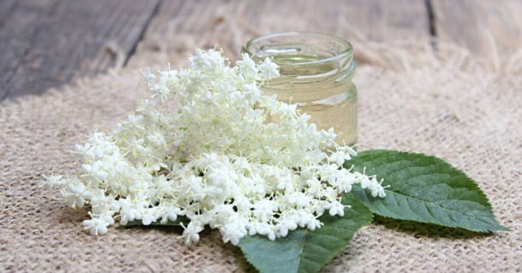 Are Coffee Grounds Good for White Hydrangeas?