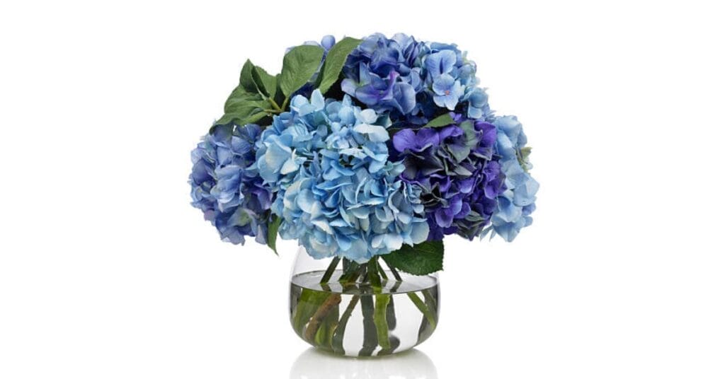 Why Do Coffee Grounds Make Hydrangeas Blue?