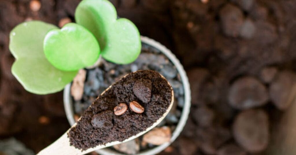 Are Coffee Grounds Biodegradable?