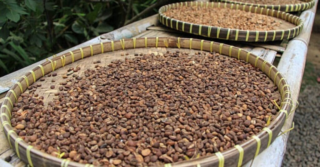 How Coffee Is Grown & Processed?