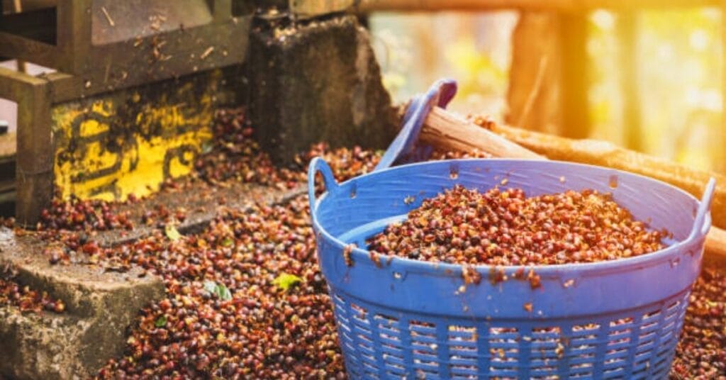 Harvesting & Processing of coffee beans