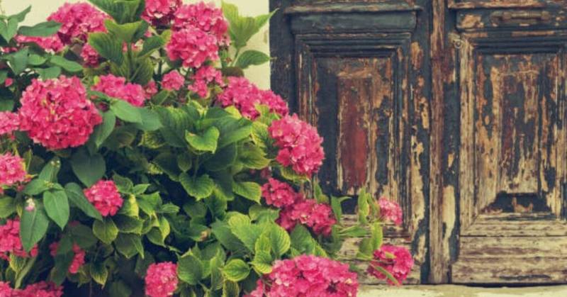 How to Change Hydrangea Color with Coffee Grounds?