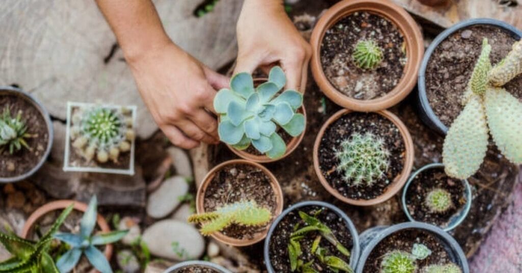 Can Too Many Coffee Grounds Harm Succulents?