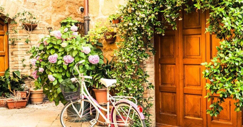 Can You Put Coffee Grounds in Potted Hydrangea Plants?