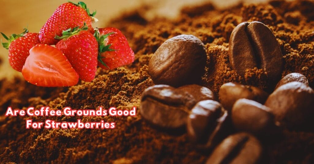 Are Coffee Grounds Good For Strawberries