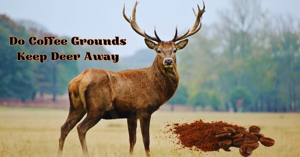 Do Coffee Grounds Keep Deer Away Disclose Mystery 2024