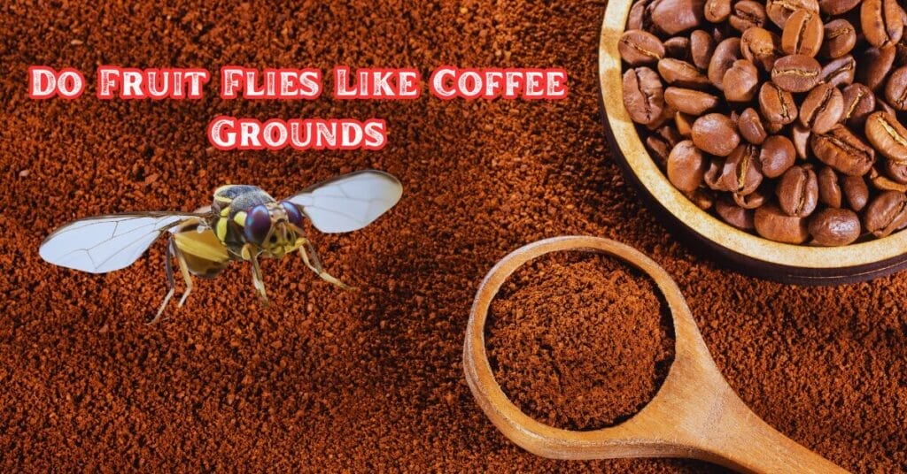 Do Fruit Flies Like Coffee Grounds