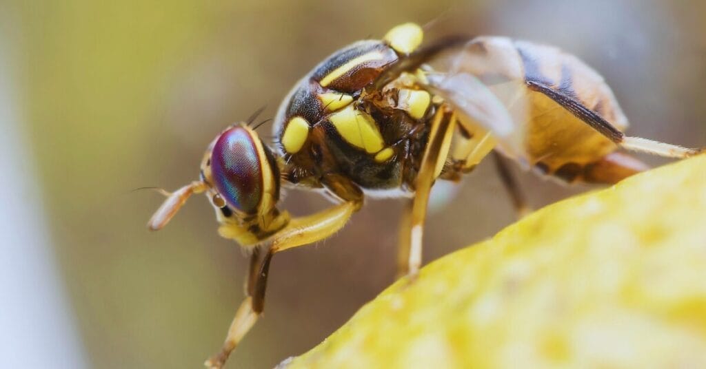 Do Fruit Flies Like Coffee Grounds