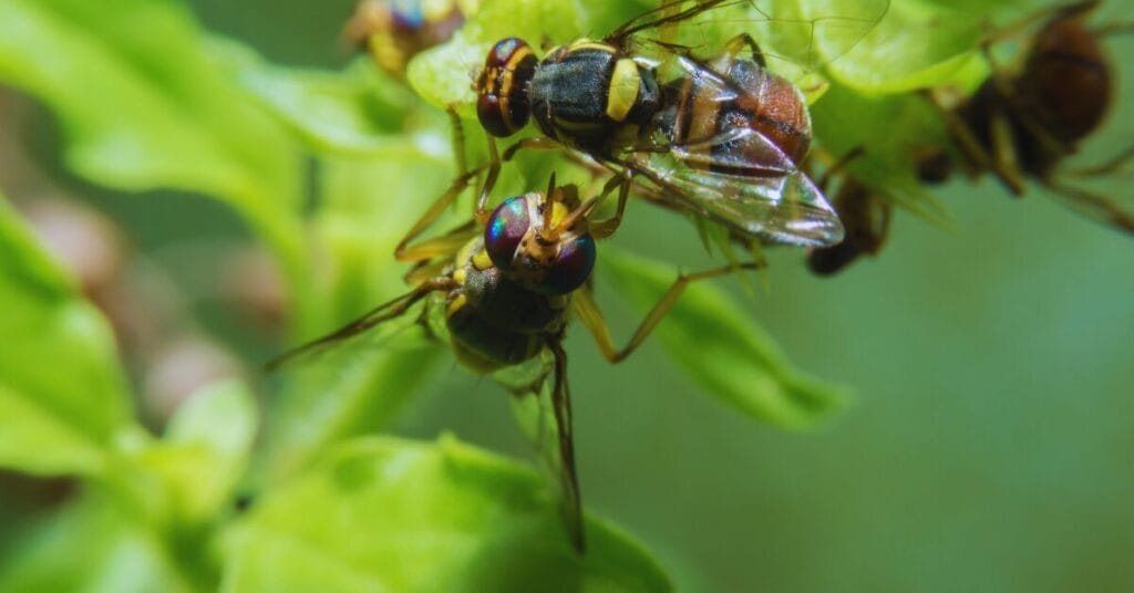 Do Fruit Flies Like Coffee Grounds