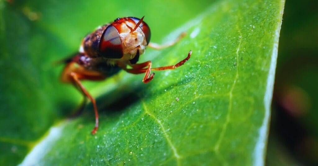 Do Fruit Flies Like Coffee Grounds