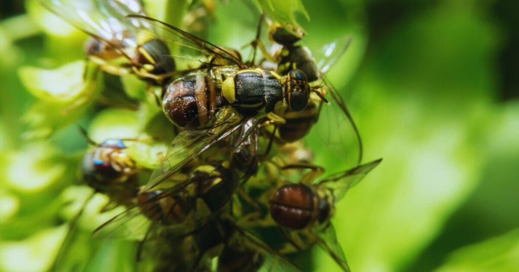 Do Fruit Flies Like Coffee Grounds