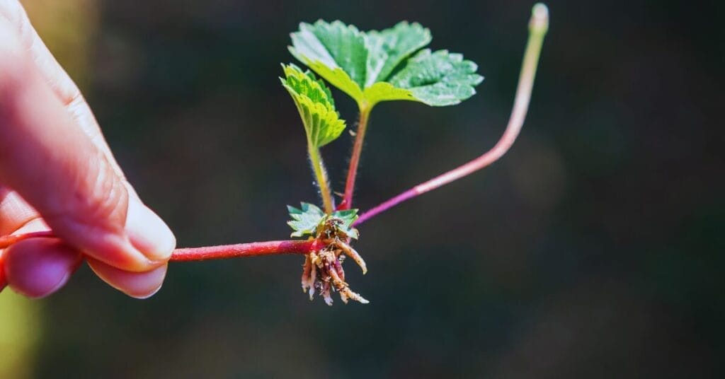 Are Coffee Grounds Good For Strawberries