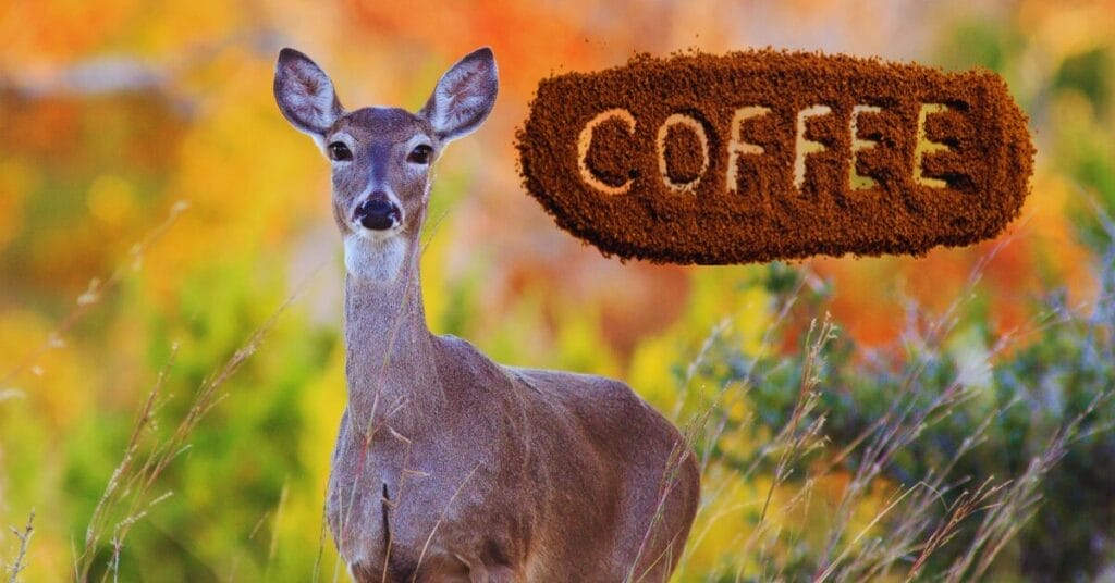 Do Coffee Grounds Keep Deer Away