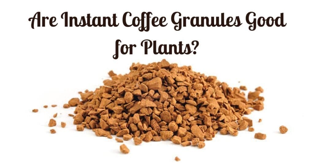 Are Instant Coffee Granules Good for Plants