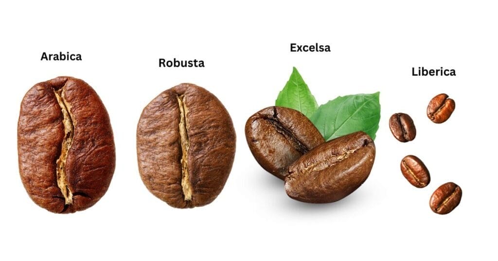 Best Coarse Ground Coffee for French Press