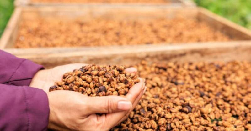 Are there different types of Honey processing?