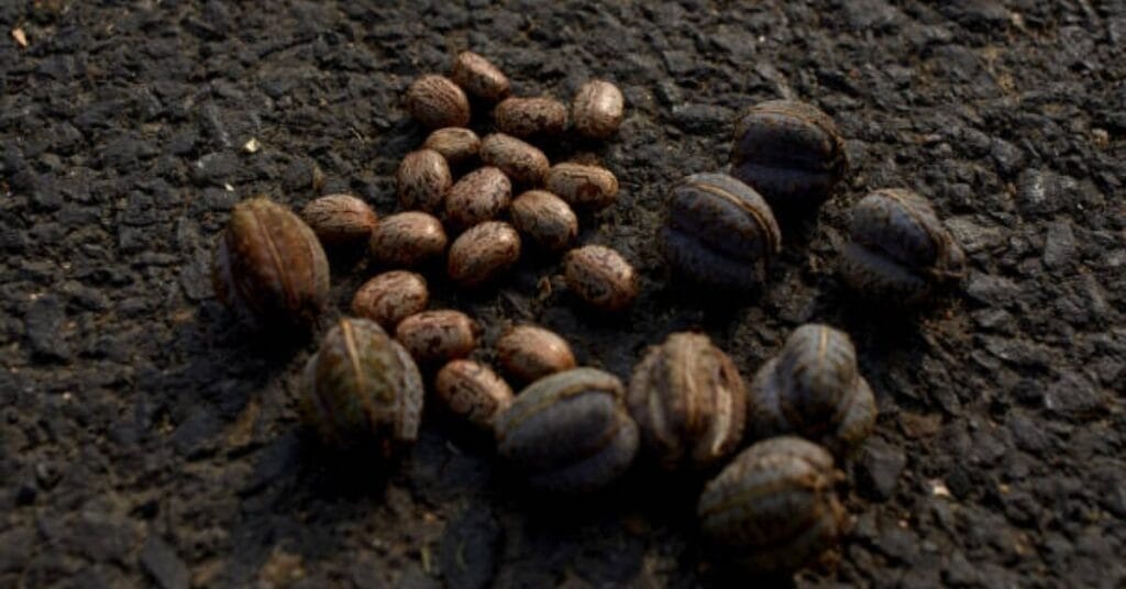 Discovering Bugs in Your Coffee Beans